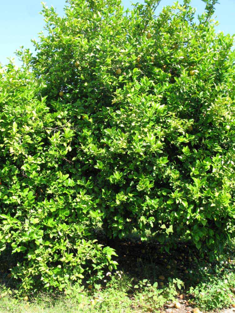            Habit (Winter Haven, FL)   